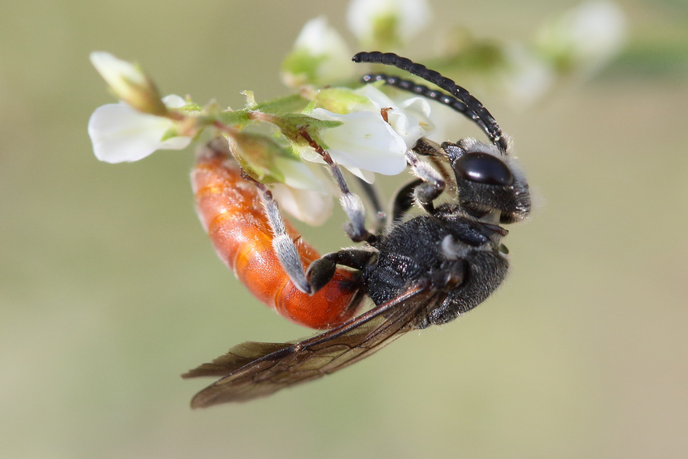 sphecodes_albilabris2md