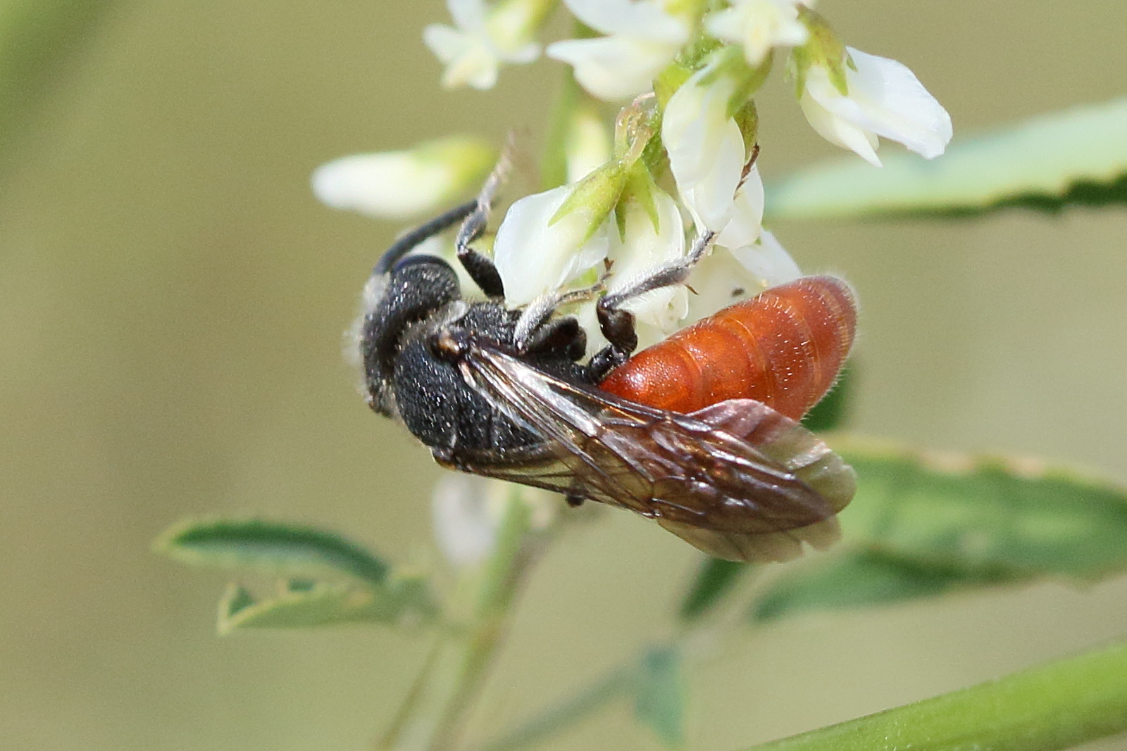 sphecodes_albilabris3md