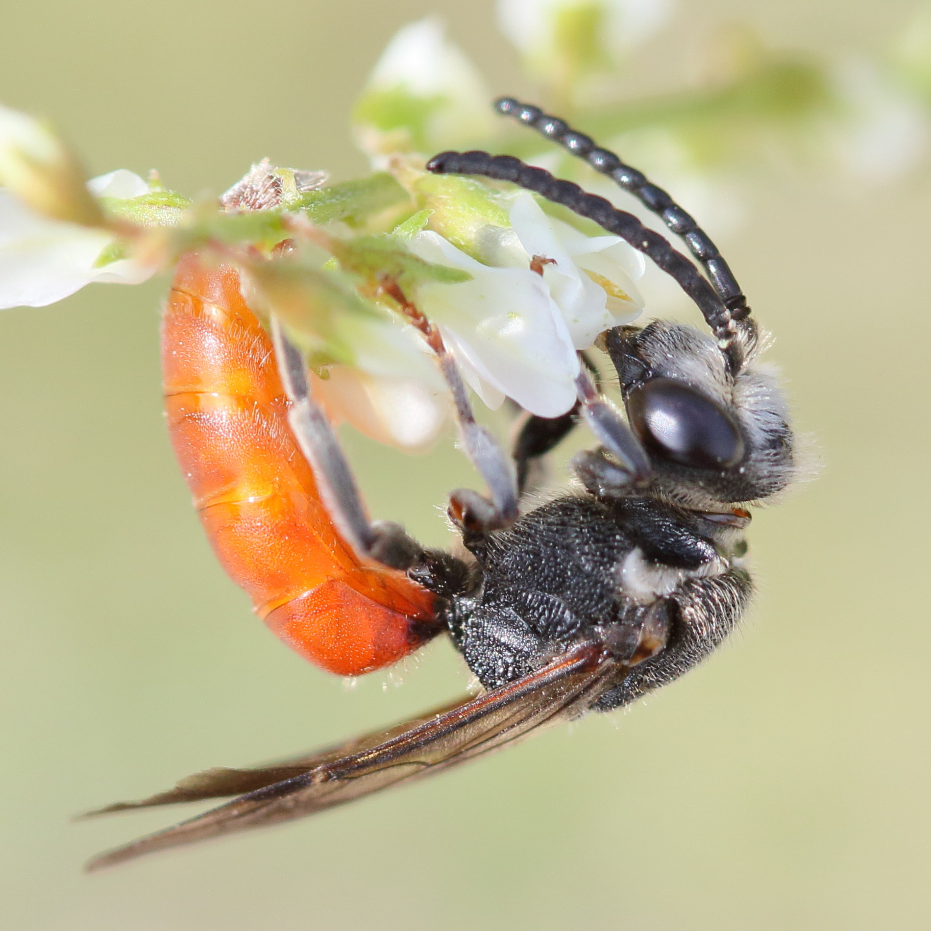 sphecodes_albilabris4md