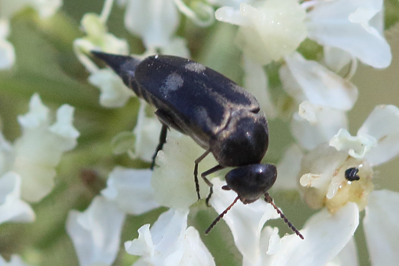 Afficher le média variimorda_villosa7md variimorda_villosa7md