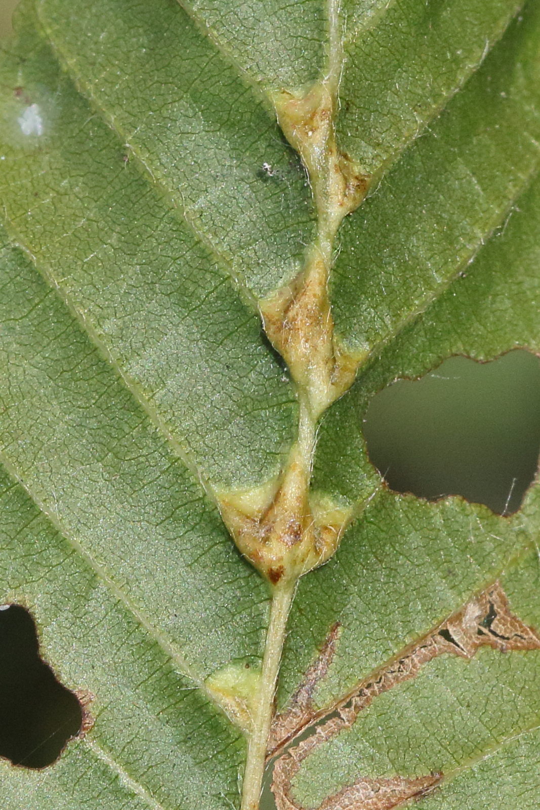 zygiobia_carpini_galle1md