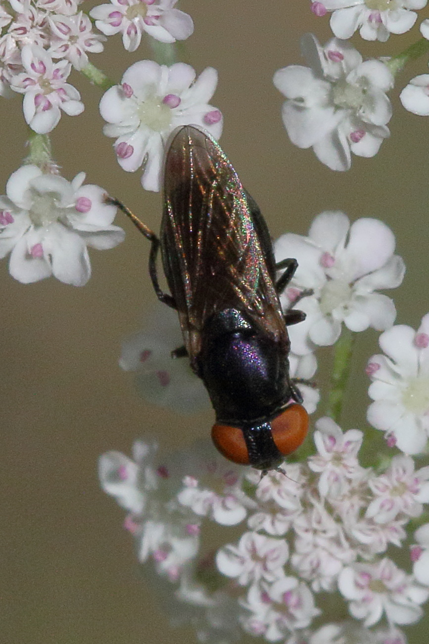 chrysogaster_solstitialis3md