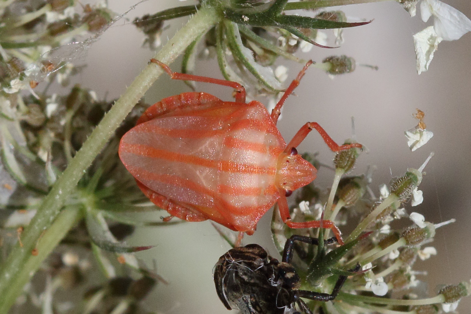 graphosoma_italicum4md