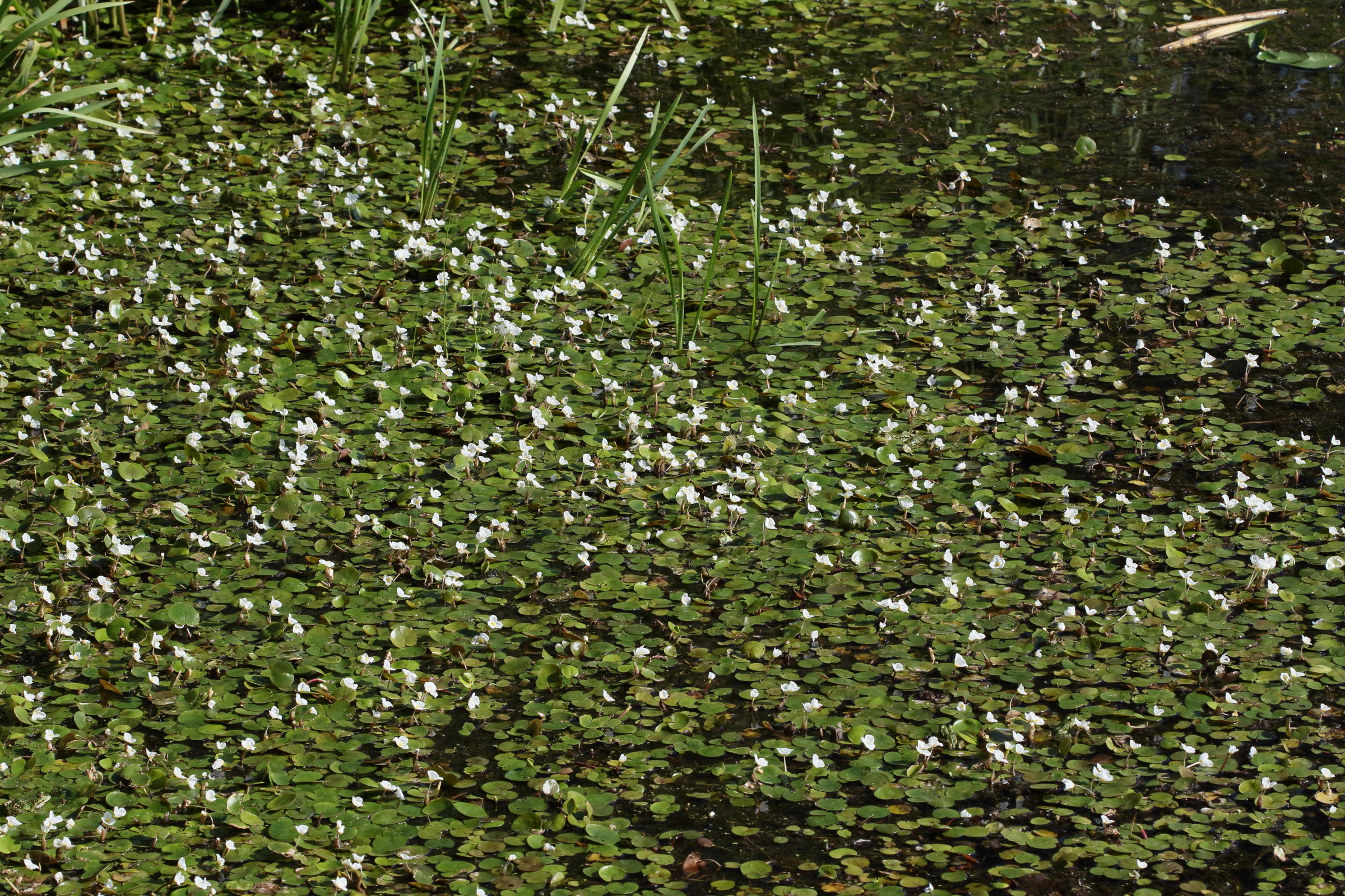 hydrocharis_morsus-ranae6md