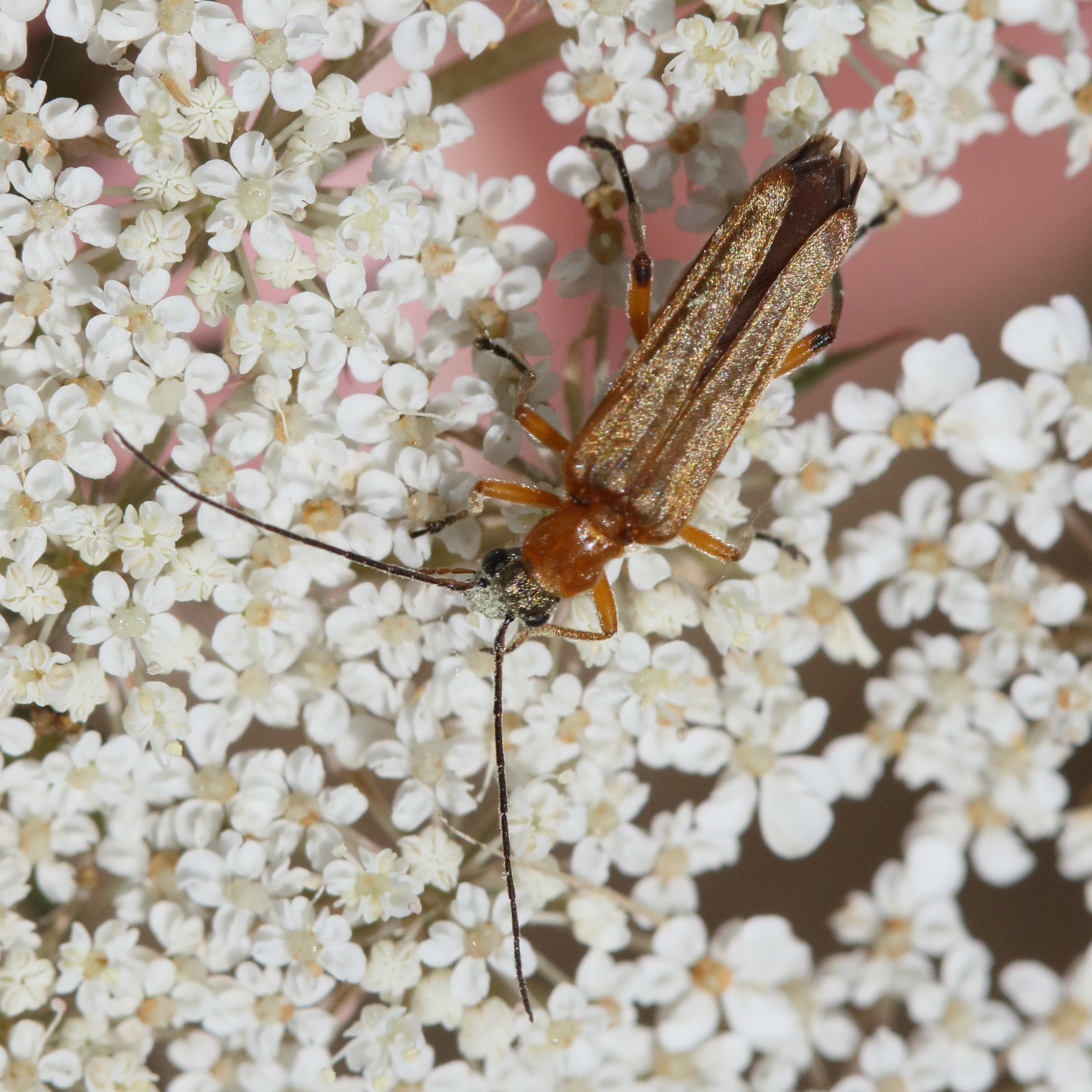 oedemera_podagrariae3md