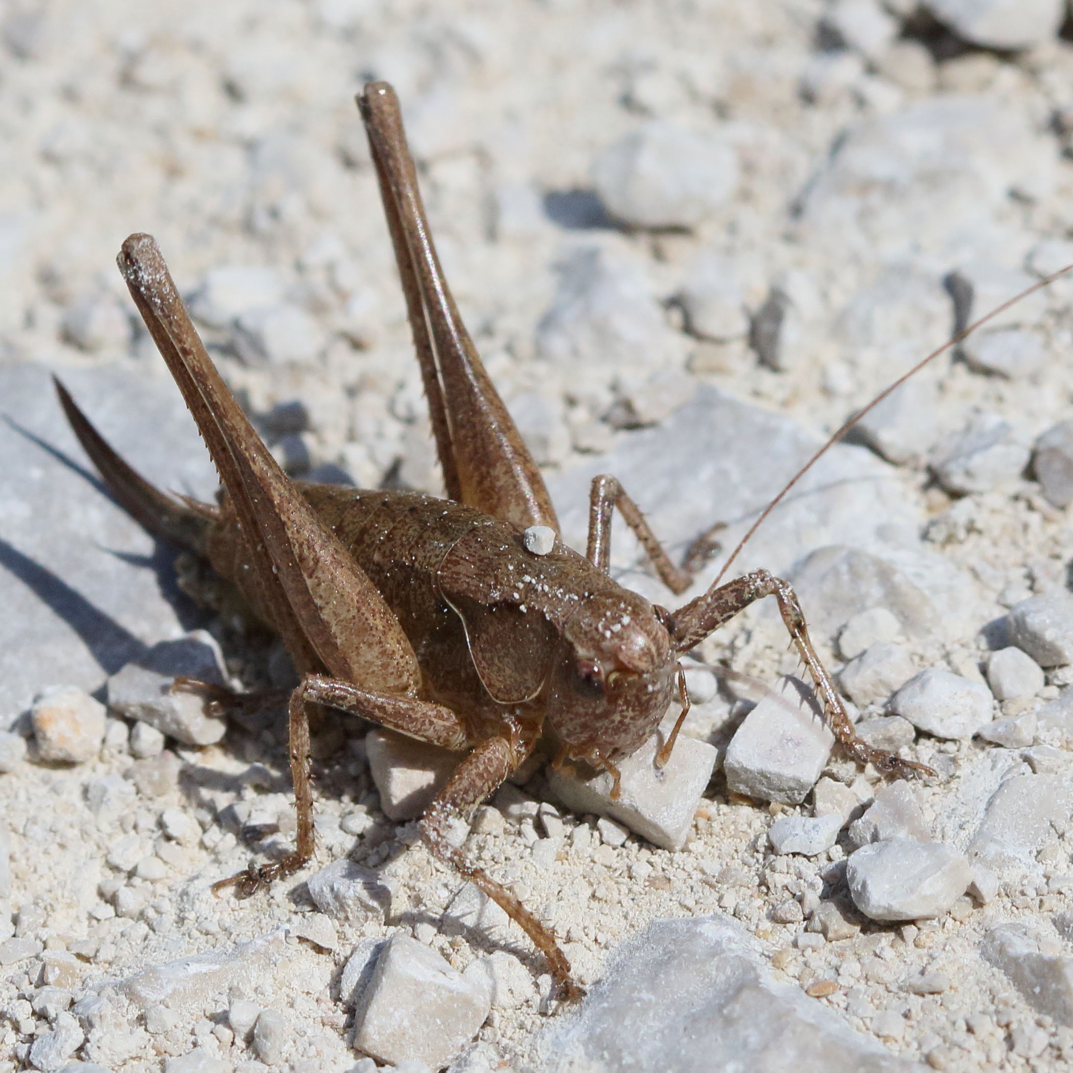 pholidoptera_griseoaptera10md