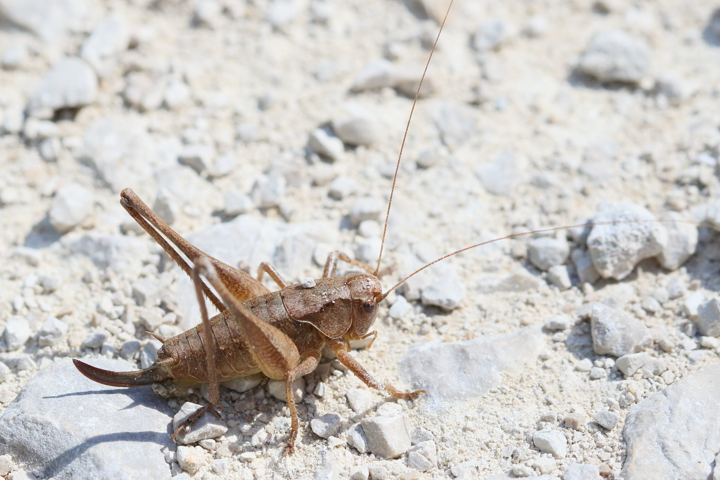 pholidoptera_griseoaptera9md