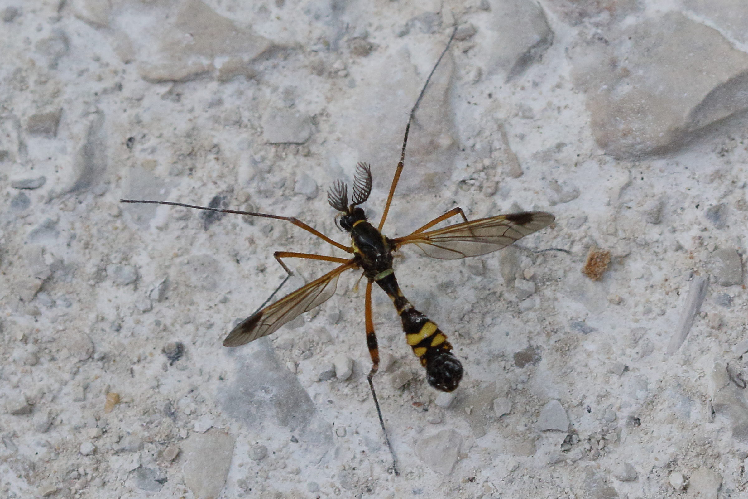 ctenophora_festiva1md