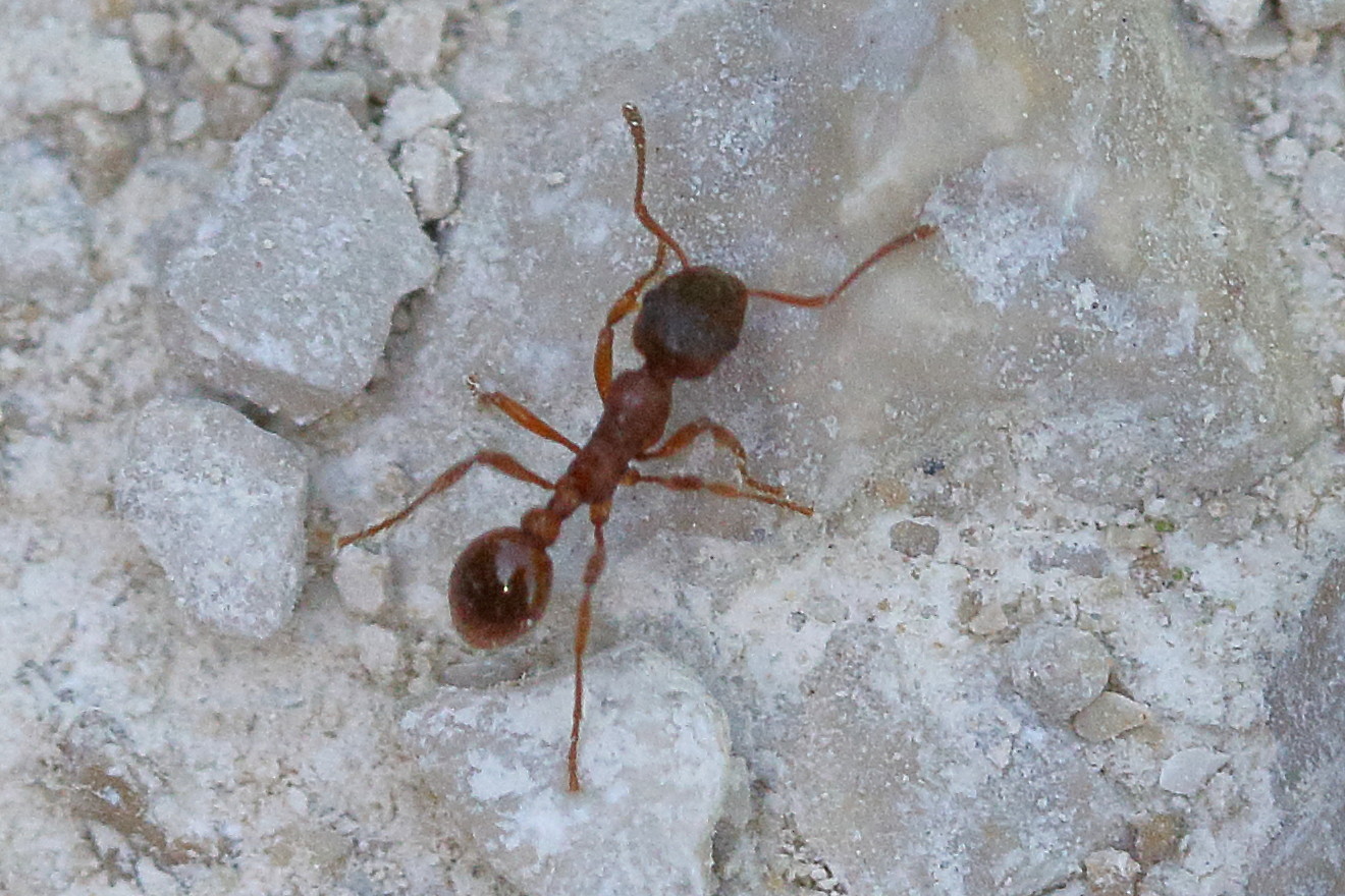 myrmica_rubra6md