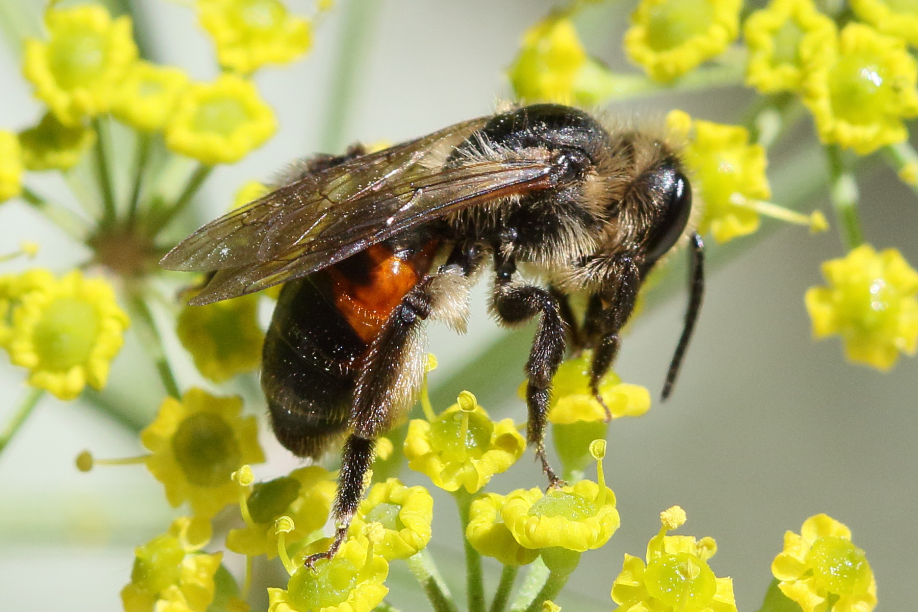andrena_rosae1md