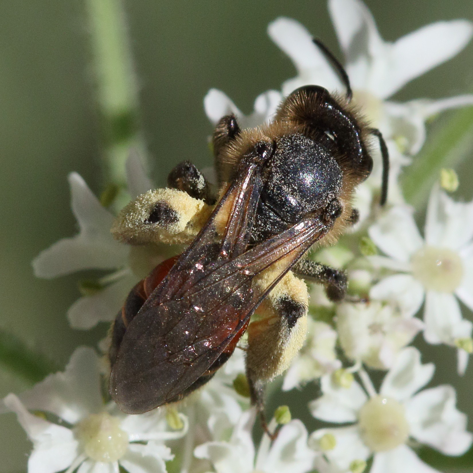 andrena_rosae3md