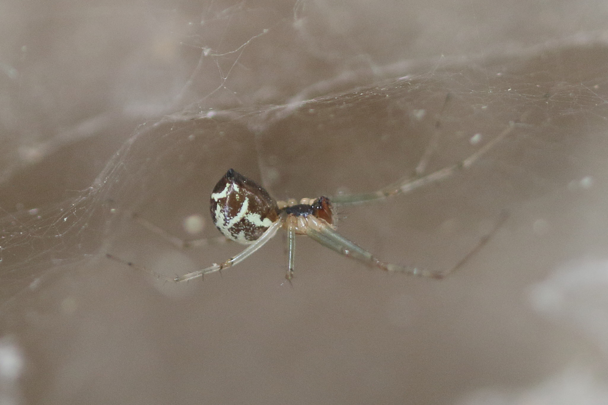 linyphia_triangularis3md