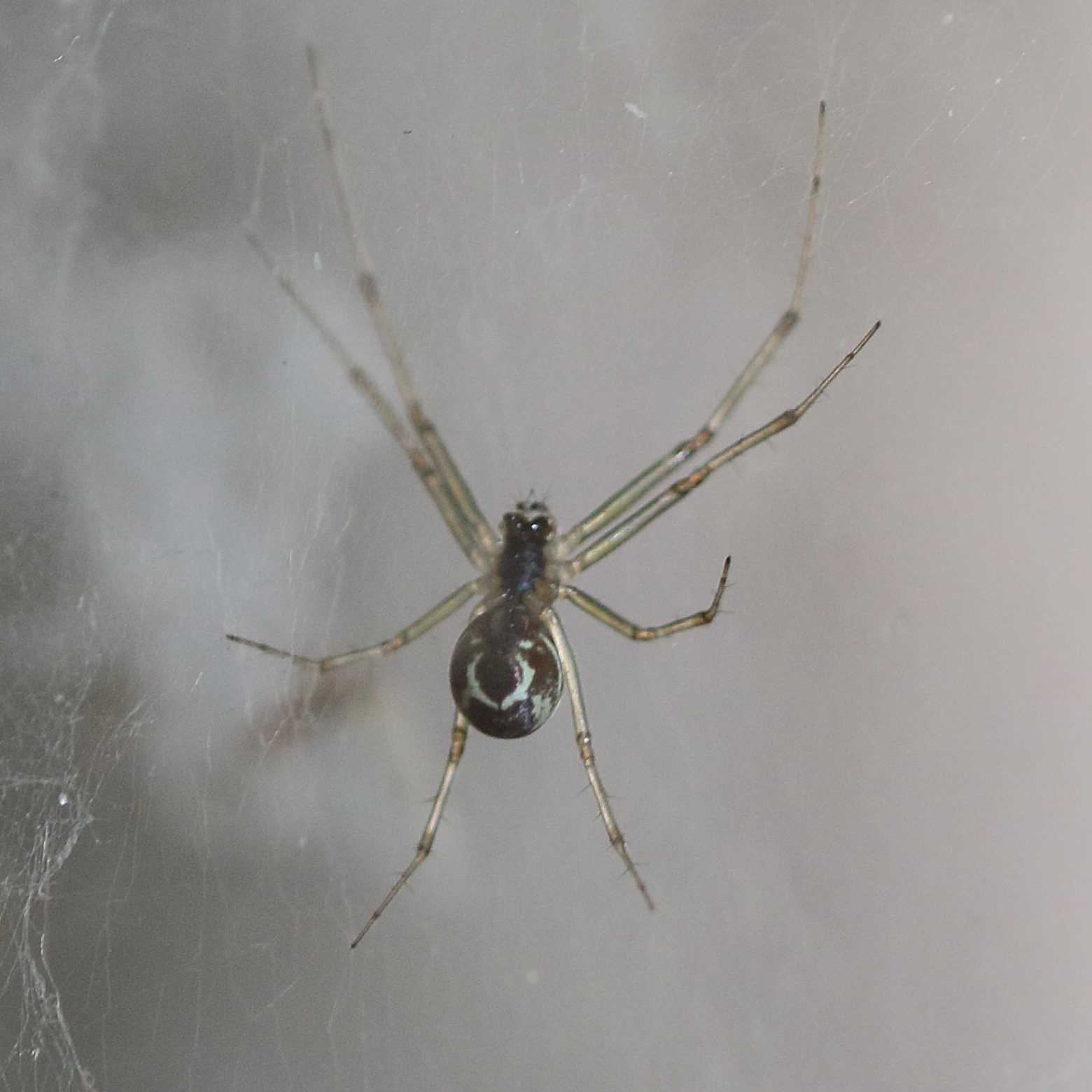 linyphia_triangularis4md