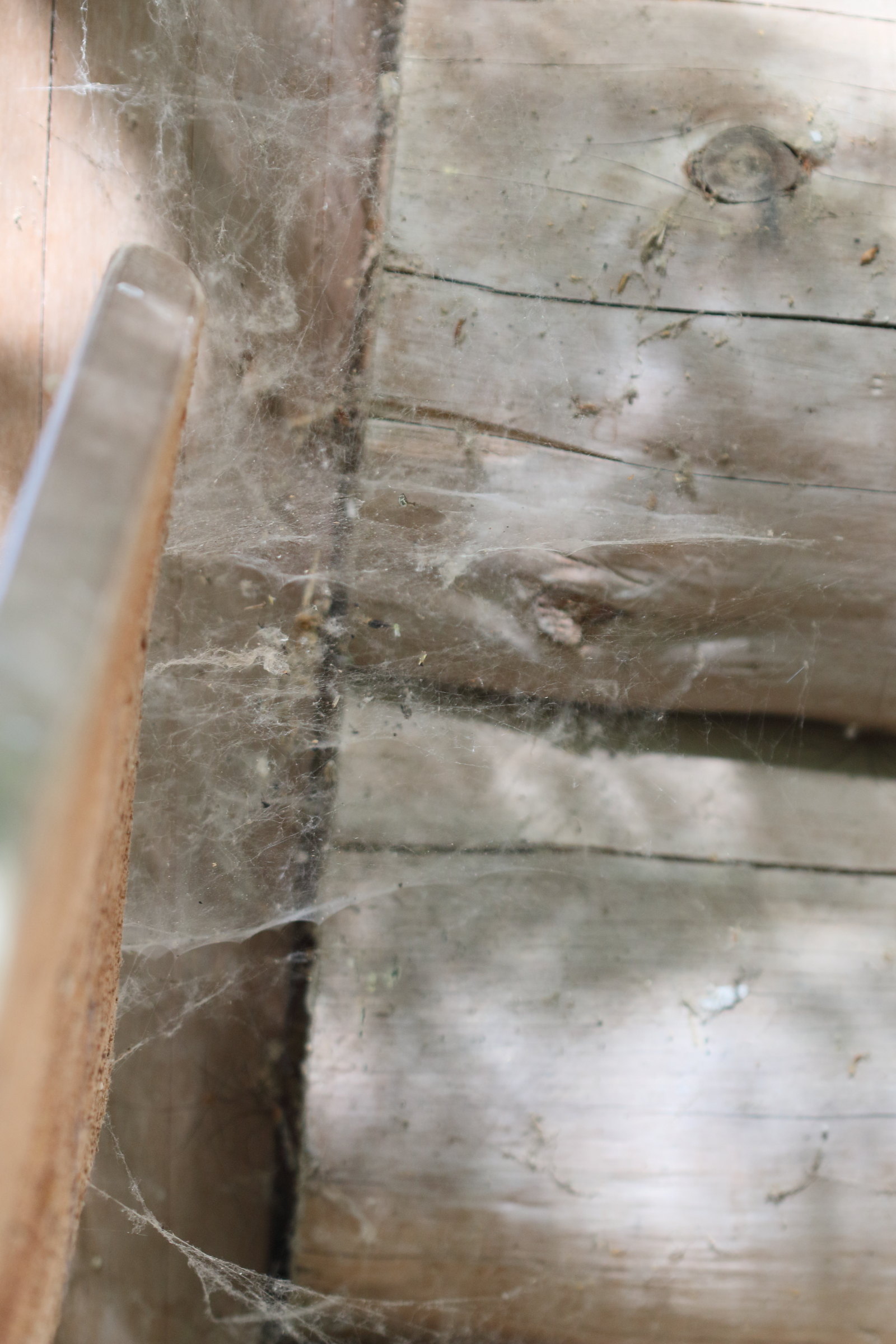 linyphia_triangularis_toile1md