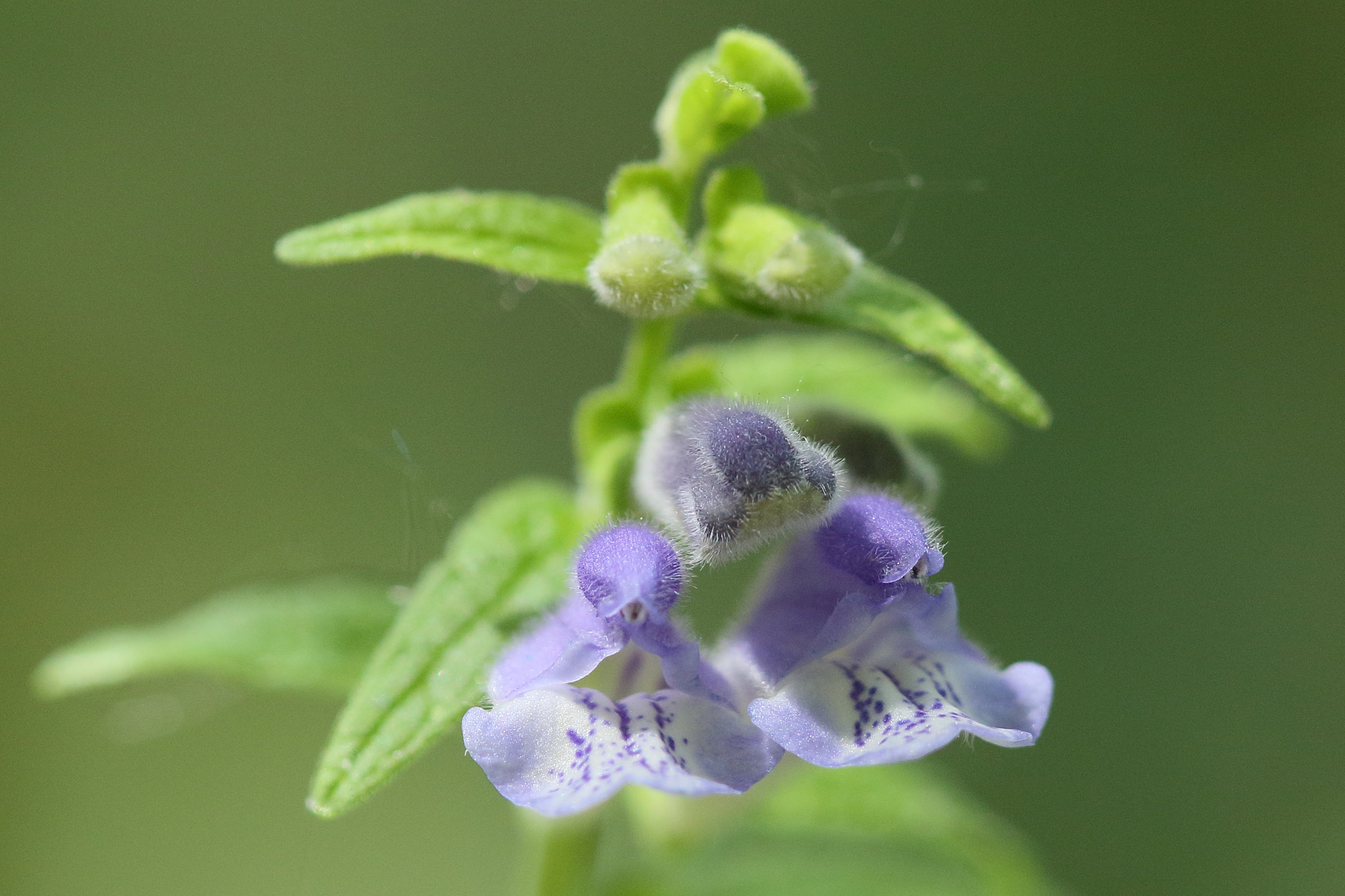 scutellaria_galericulata6md