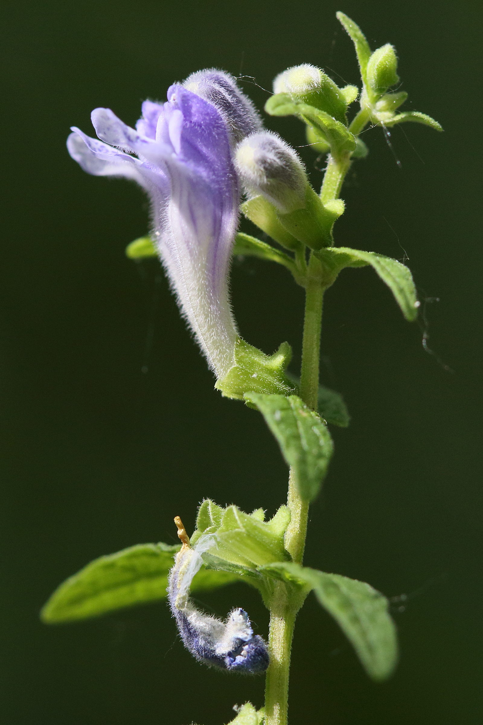 scutellaria_galericulata7md