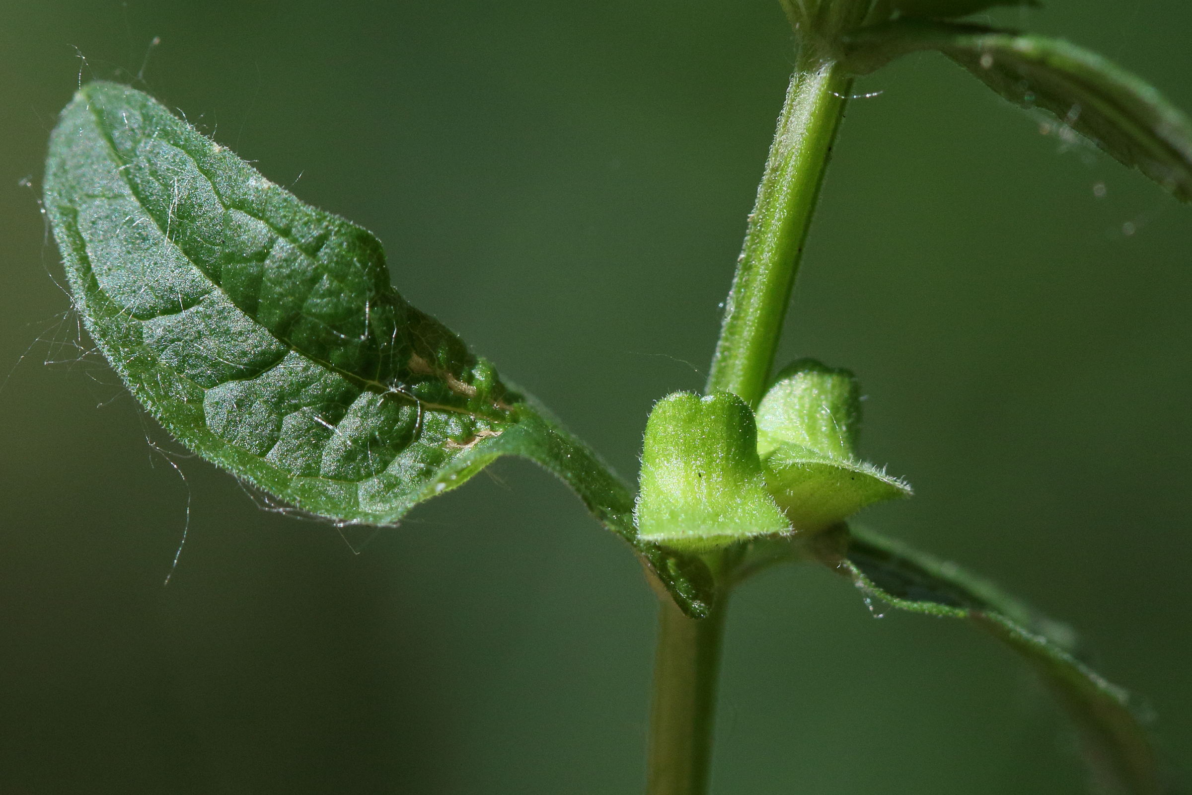 scutellaria_galericulata8md