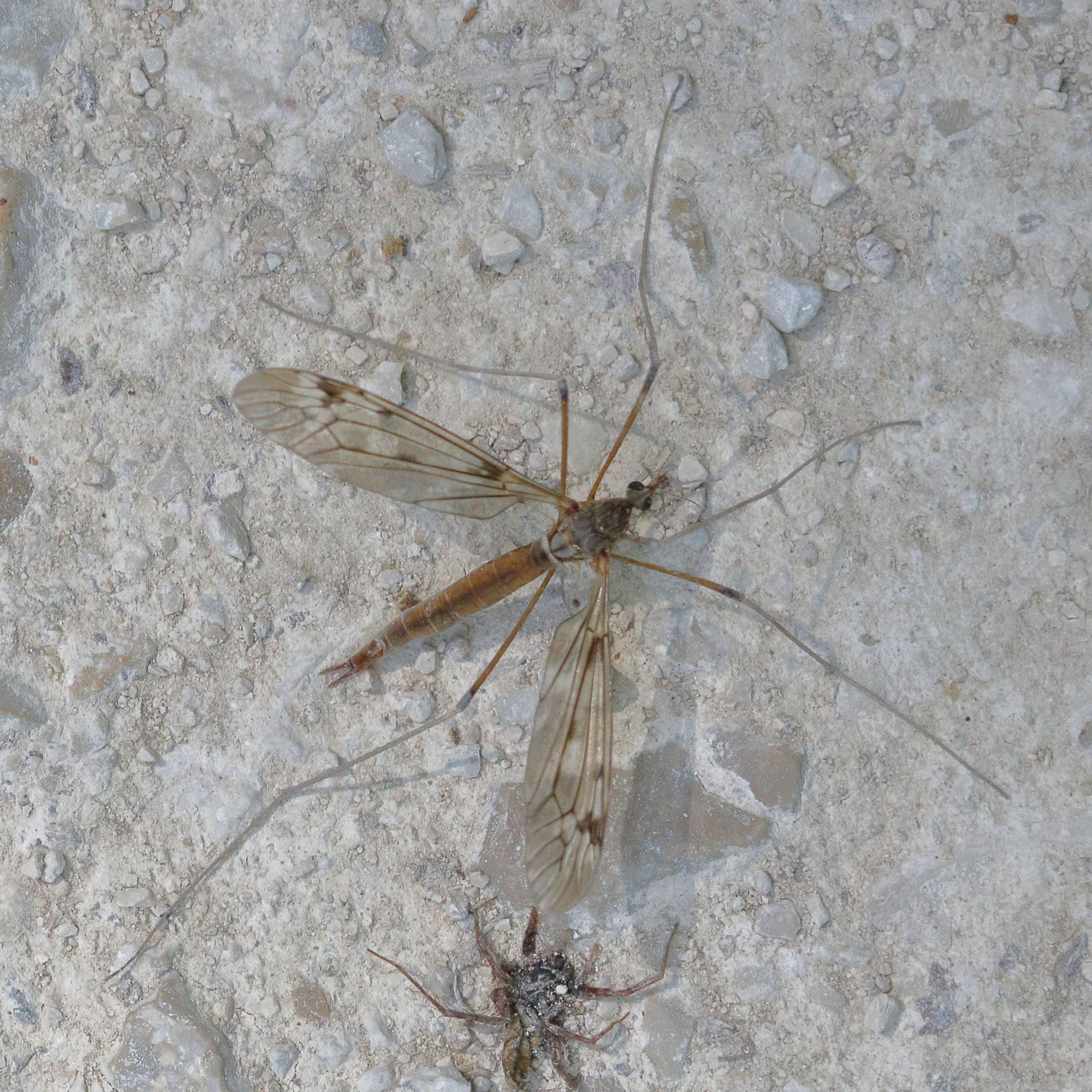 tipula_scripta1md