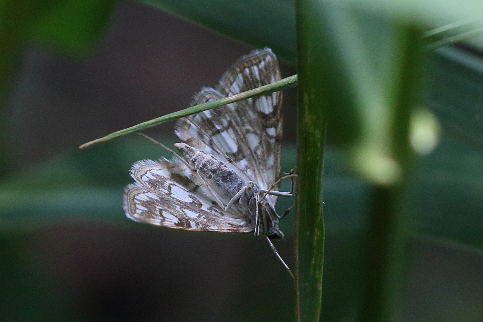 Afficher le média elophila_nymphaeata2md elophila_nymphaeata2md