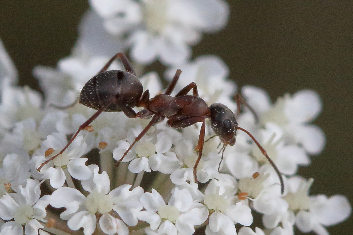 formica_cunicularia1md