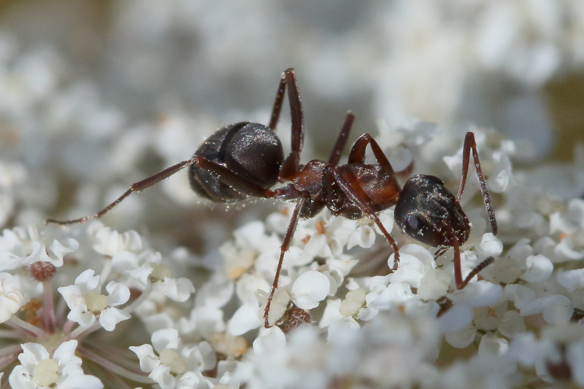 formica_cunicularia2md