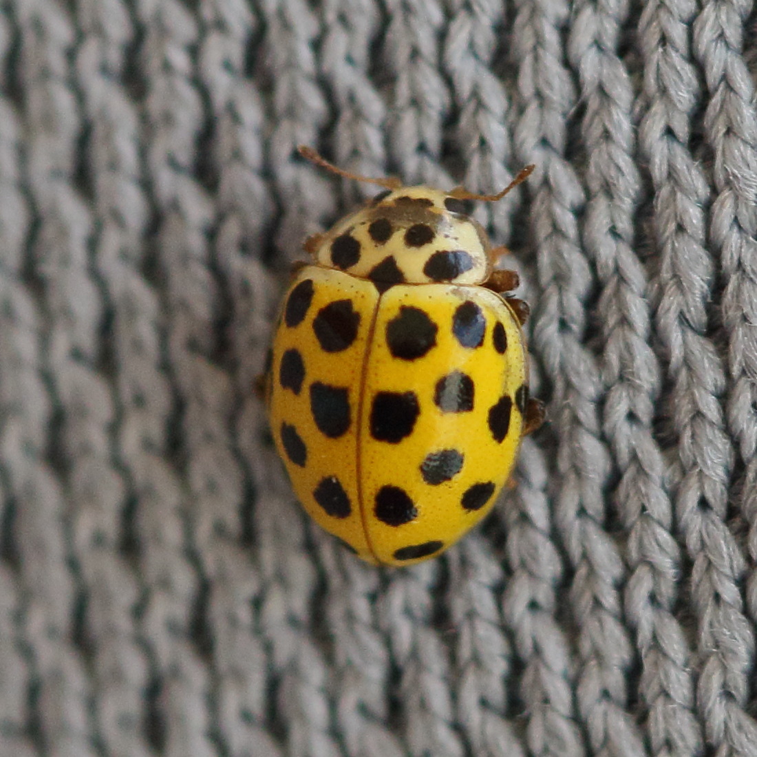 Afficher le média psyllobora_vigintiduopunctata6md psyllobora_vigintiduopunctata6md