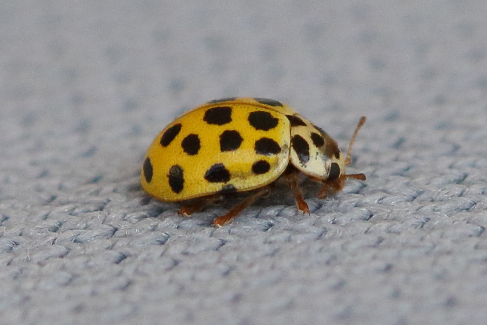 Afficher le média psyllobora_vigintiduopunctata7md psyllobora_vigintiduopunctata7md