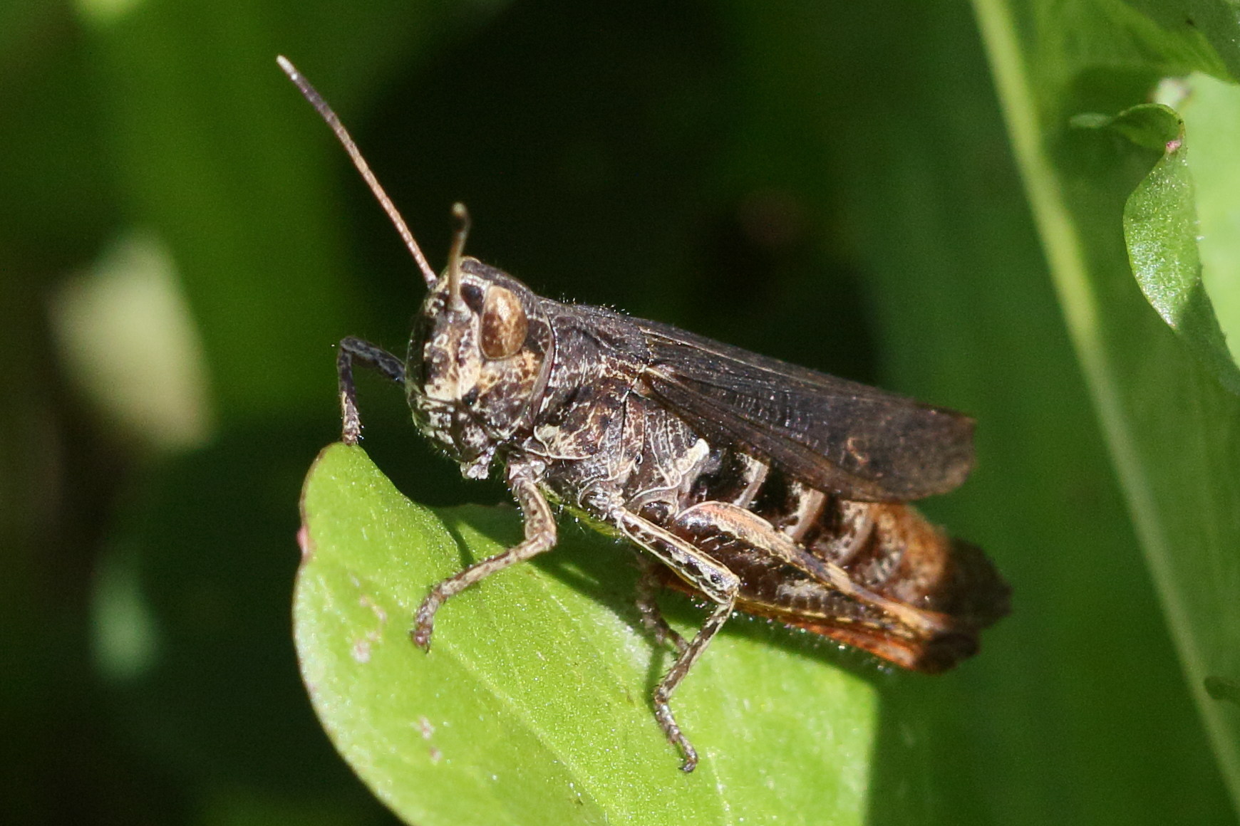 chorthippus_biguttulus3bd