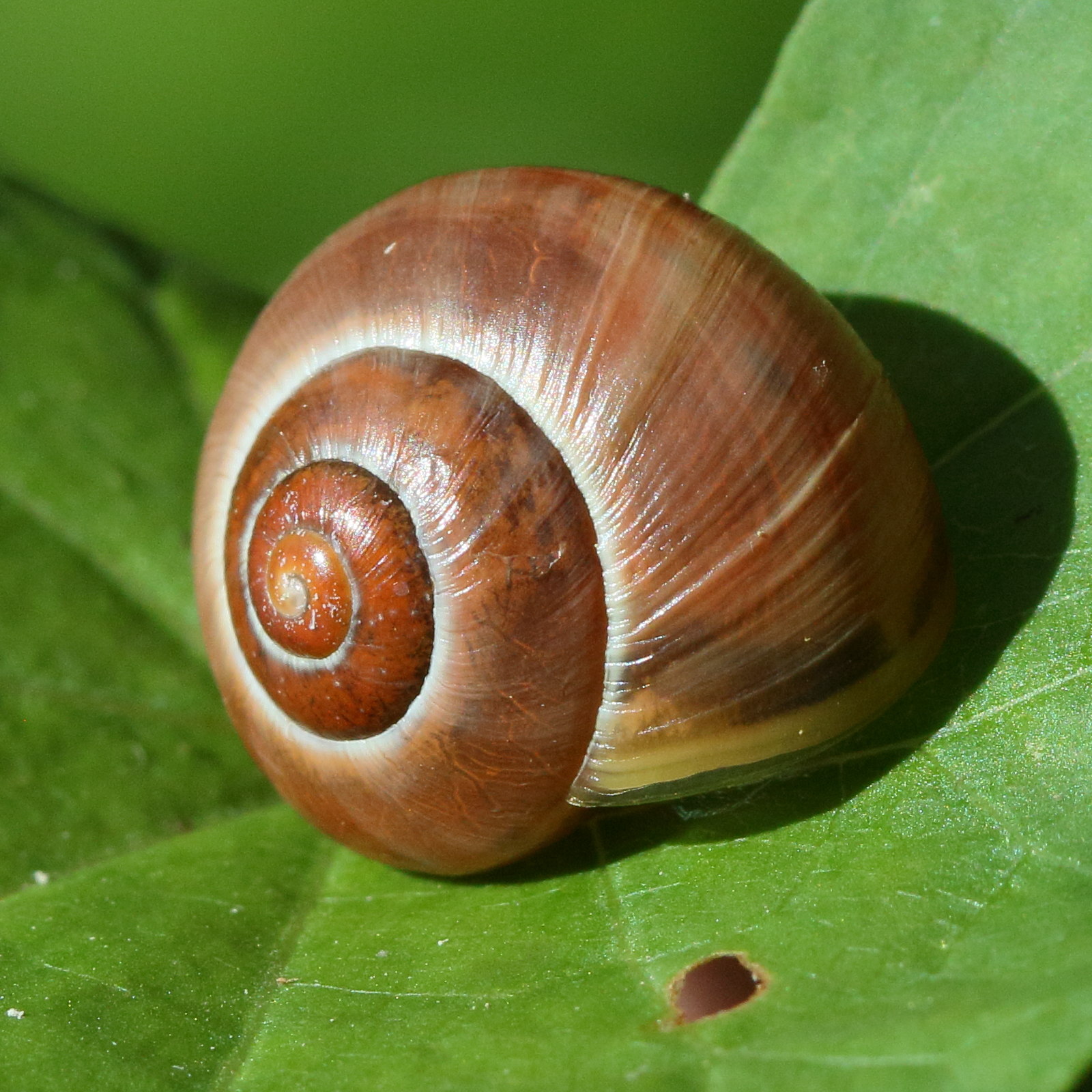 cepaea_hortensis5bd