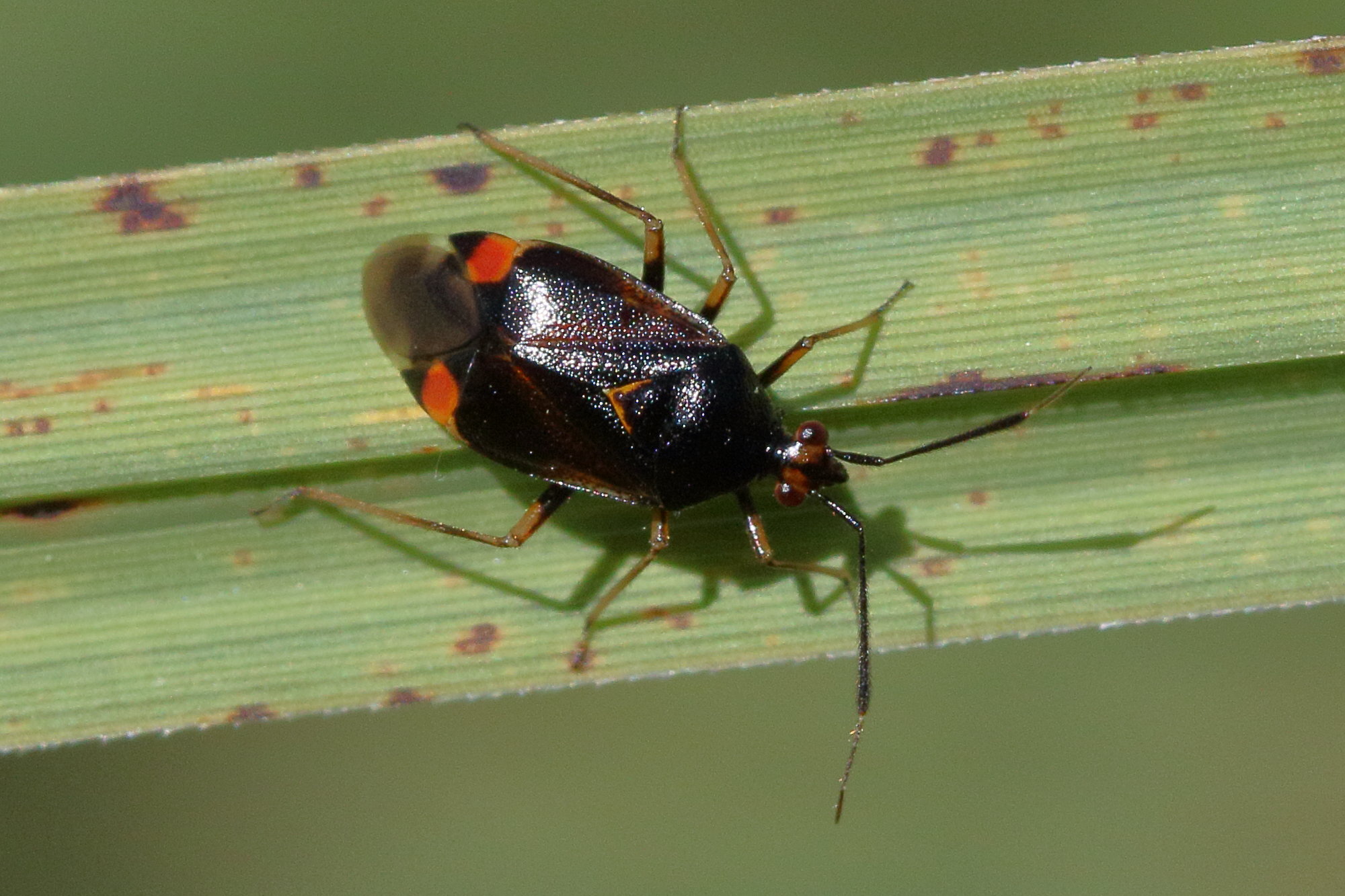 deraeocoris_ruber9bd