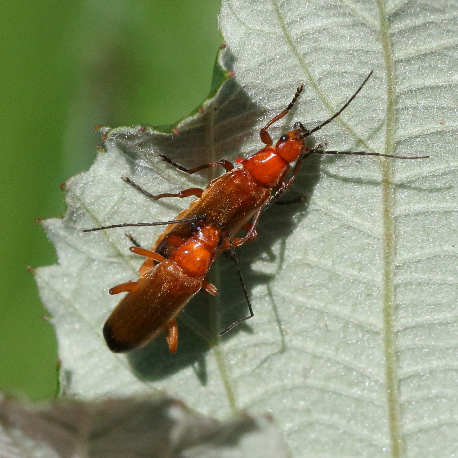 rhagonycha_fulva6bd