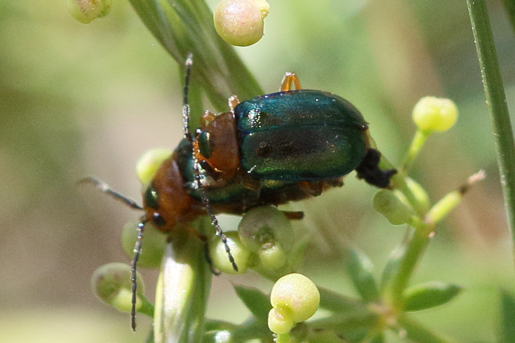 Afficher le média sermylassa_halensis1bd sermylassa_halensis1bd