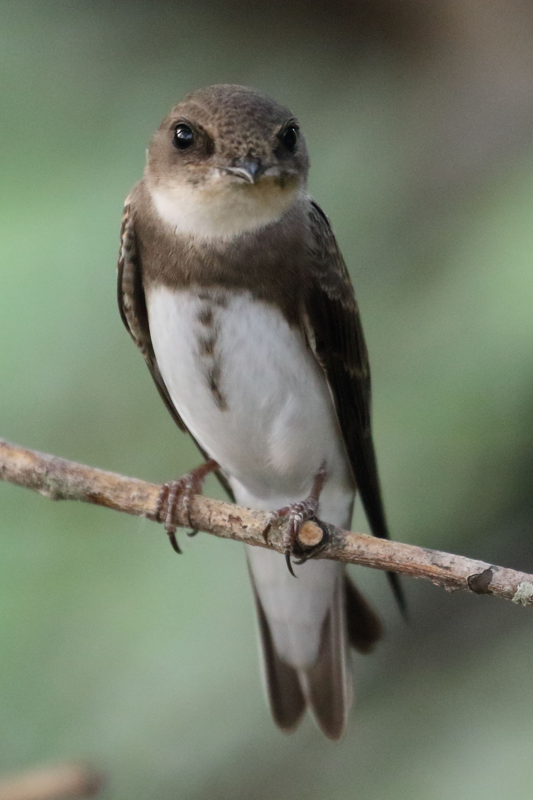 hirondelle_de_rivage_-_riparia_riparia4bd