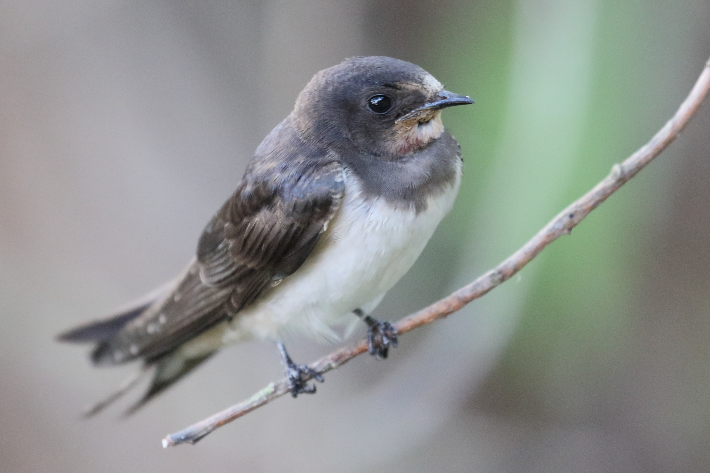 hirondelle_rustique_-_hirundo_rustica10bd