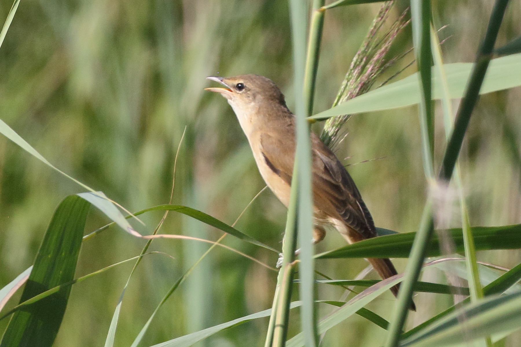 Afficher le média rousserolle_turdoide_-_acrocephalus_arundinaceus2bd rousserolle_turdoide_-_acrocephalus_arundinaceus2bd