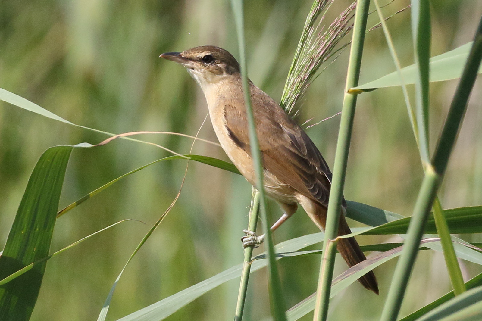 Afficher le média rousserolle_turdoide_-_acrocephalus_arundinaceus3bd rousserolle_turdoide_-_acrocephalus_arundinaceus3bd
