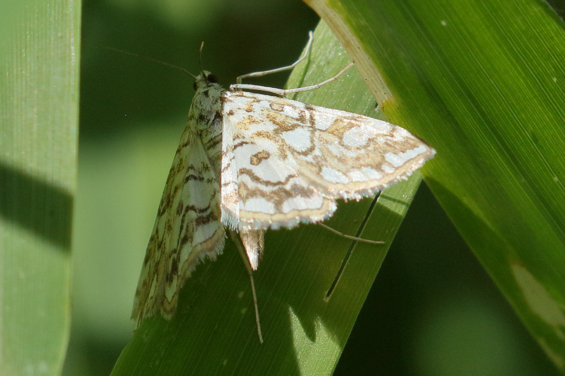 Afficher le média elophila_nymphaeata3bd elophila_nymphaeata3bd