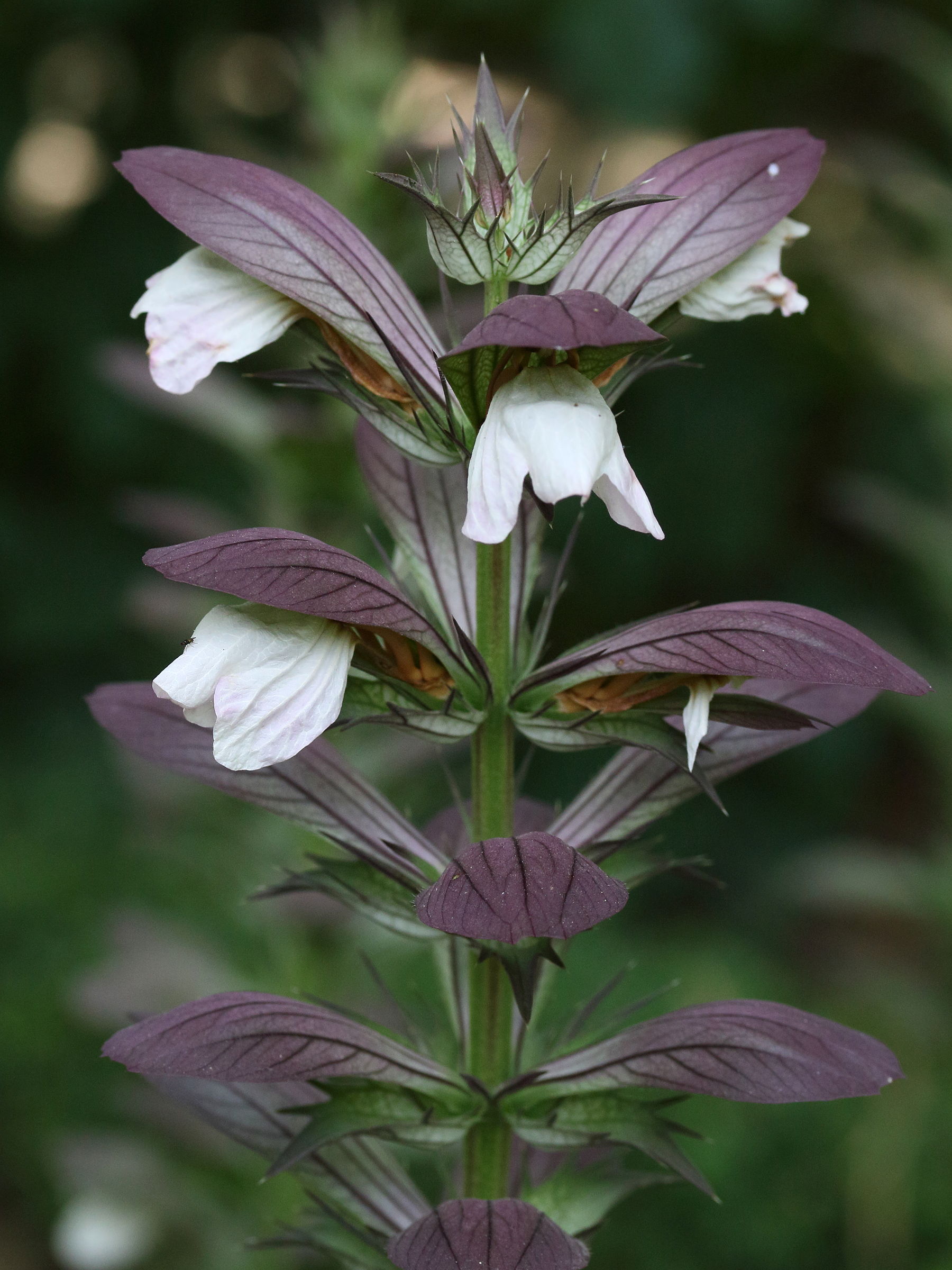 Afficher le média acanthus_hungaricus3md acanthus_hungaricus3md