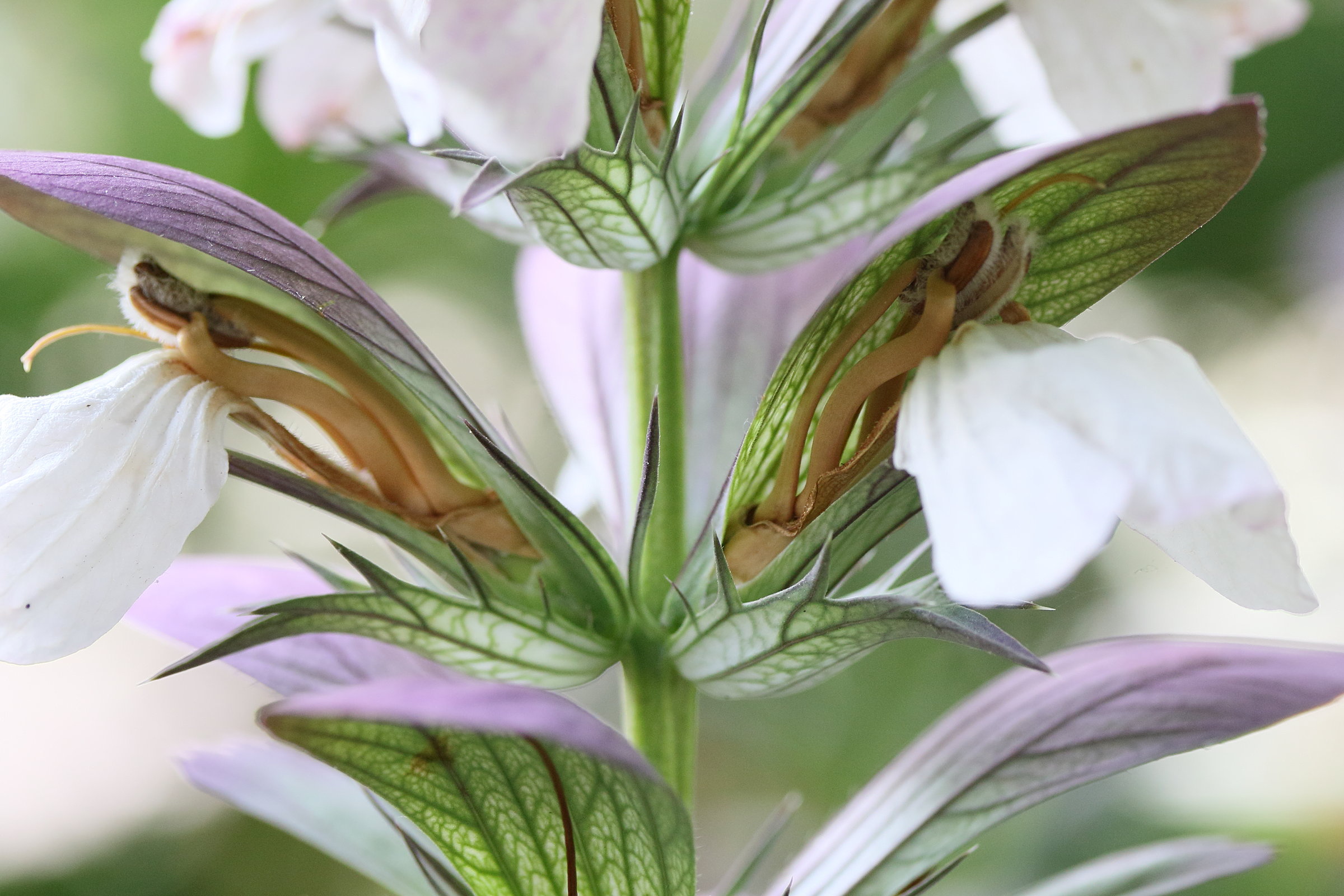 Afficher le média acanthus_hungaricus4md acanthus_hungaricus4md