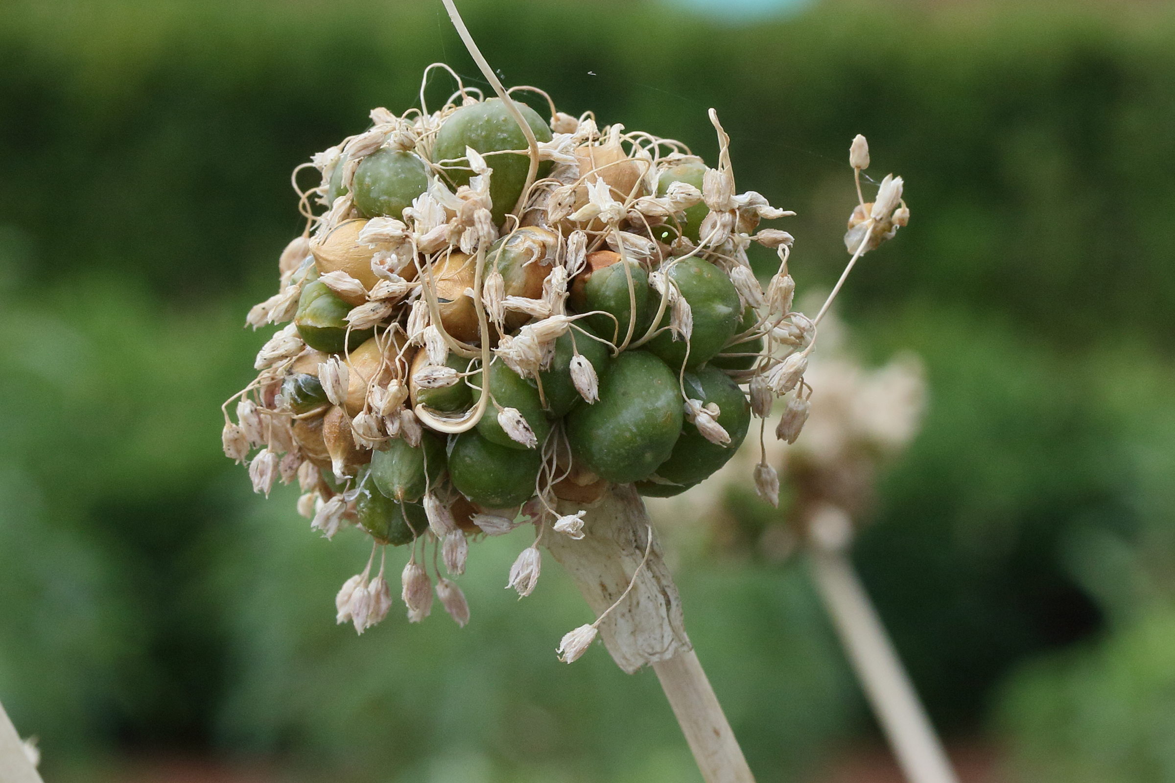 allium_ampeloprasum1md