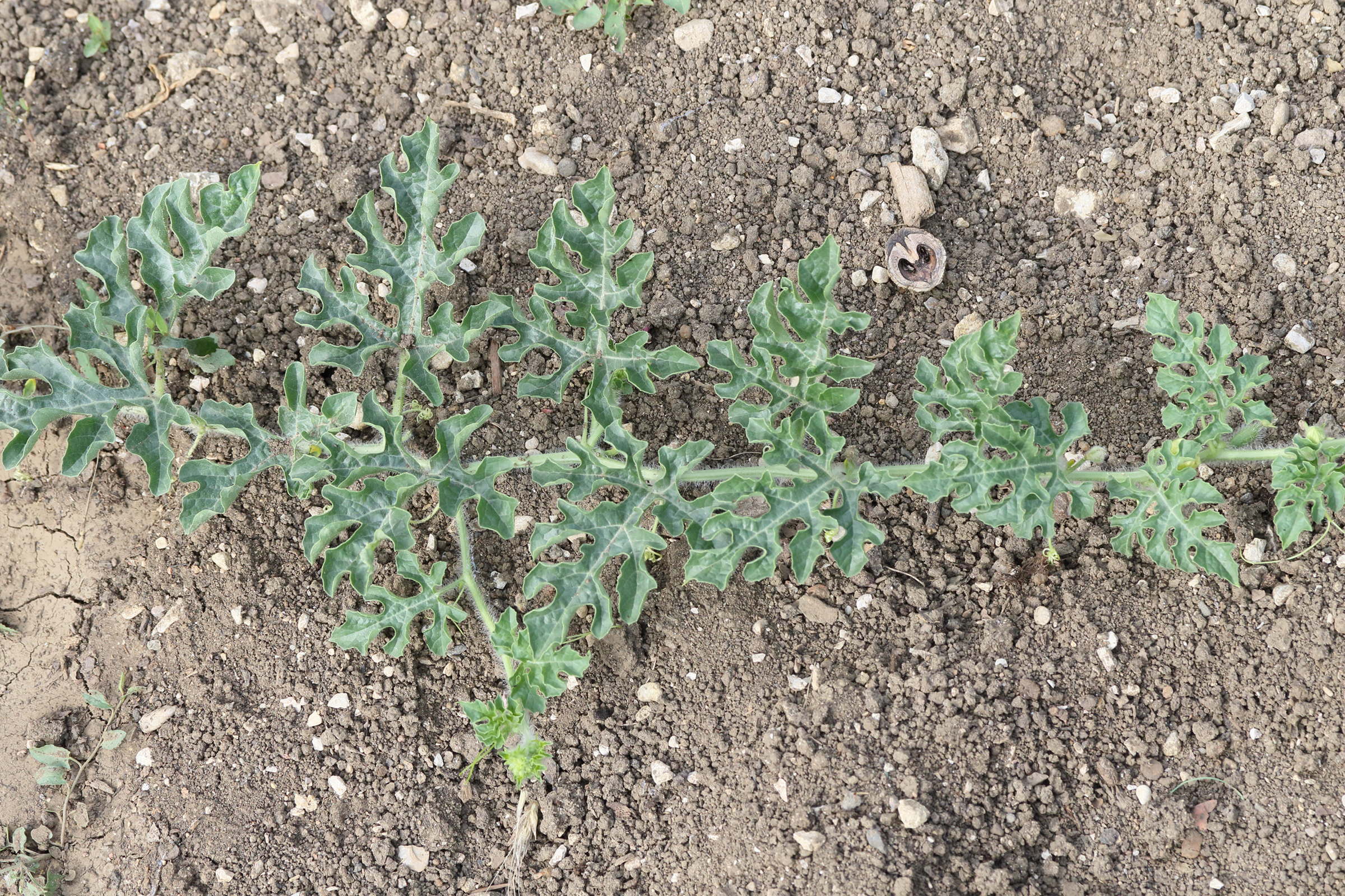 Afficher le média citrullus_lanatus3md citrullus_lanatus3md