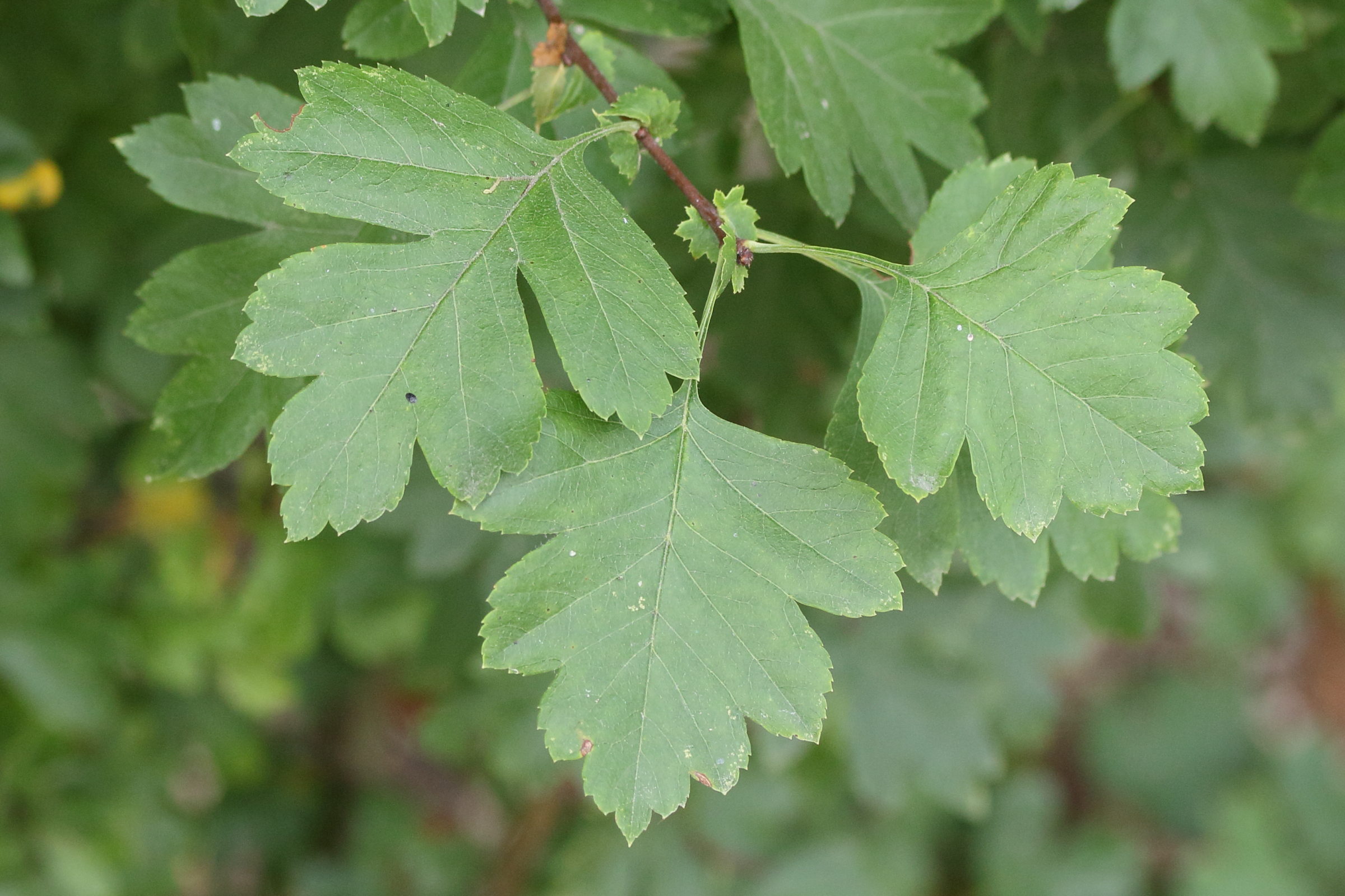 crataegus_monogyna8md