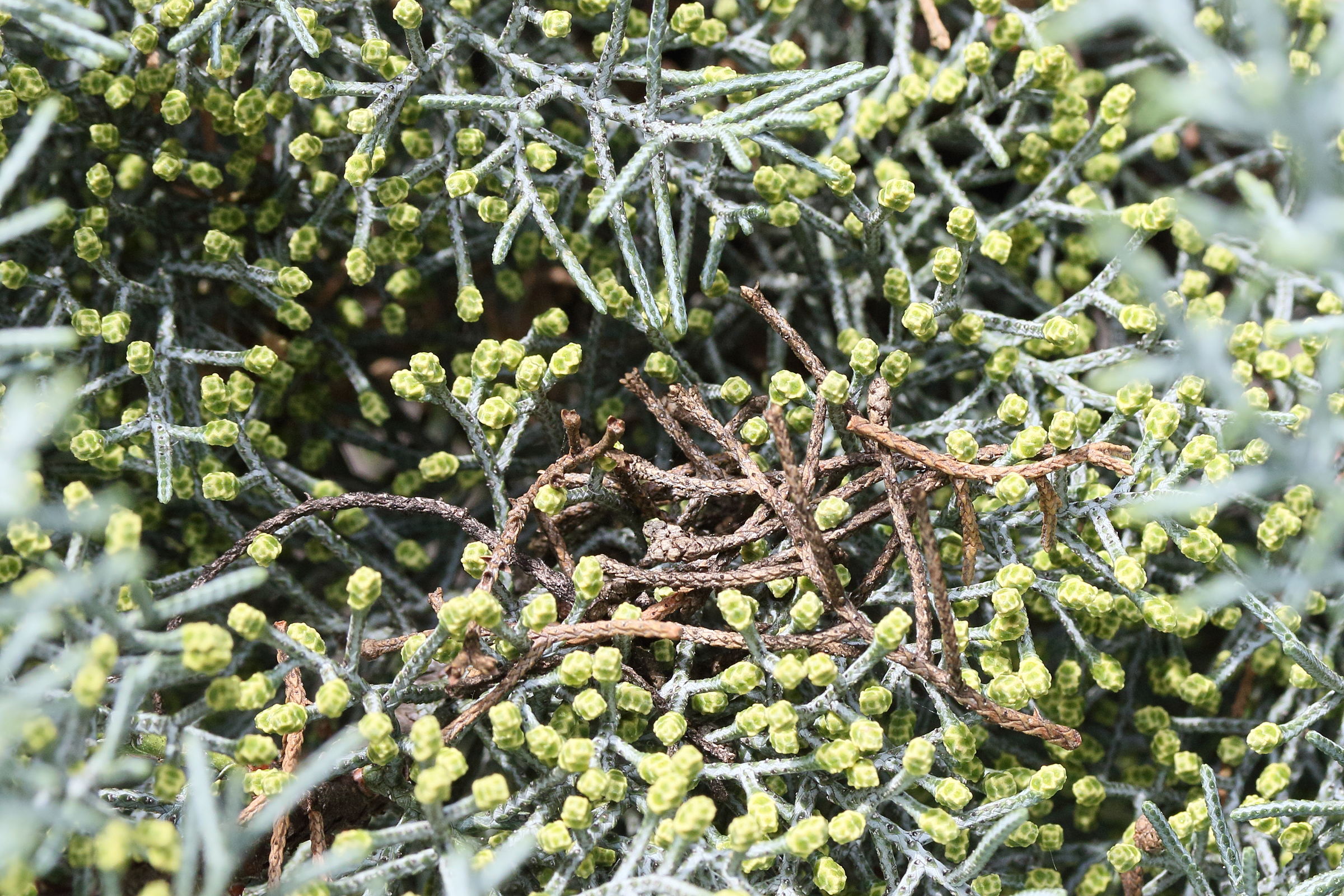 Afficher le média cupressus_arizonica6md cupressus_arizonica6md