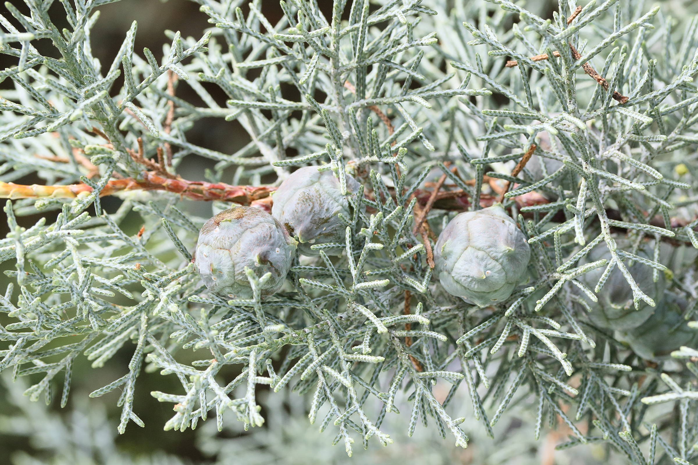 Afficher le média cupressus_arizonica7md cupressus_arizonica7md