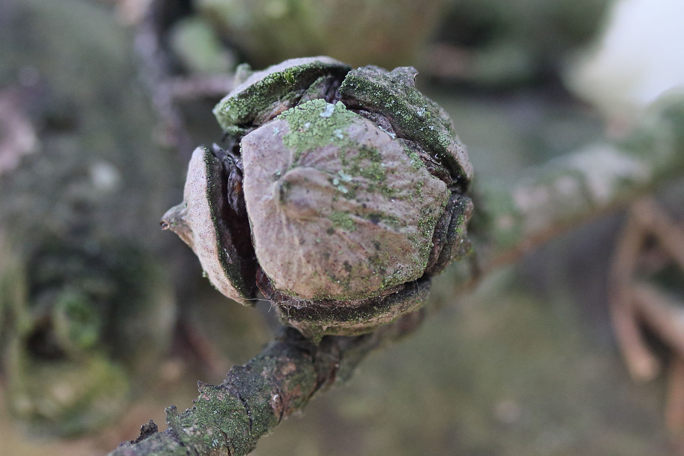 Afficher le média cupressus_arizonica8md cupressus_arizonica8md