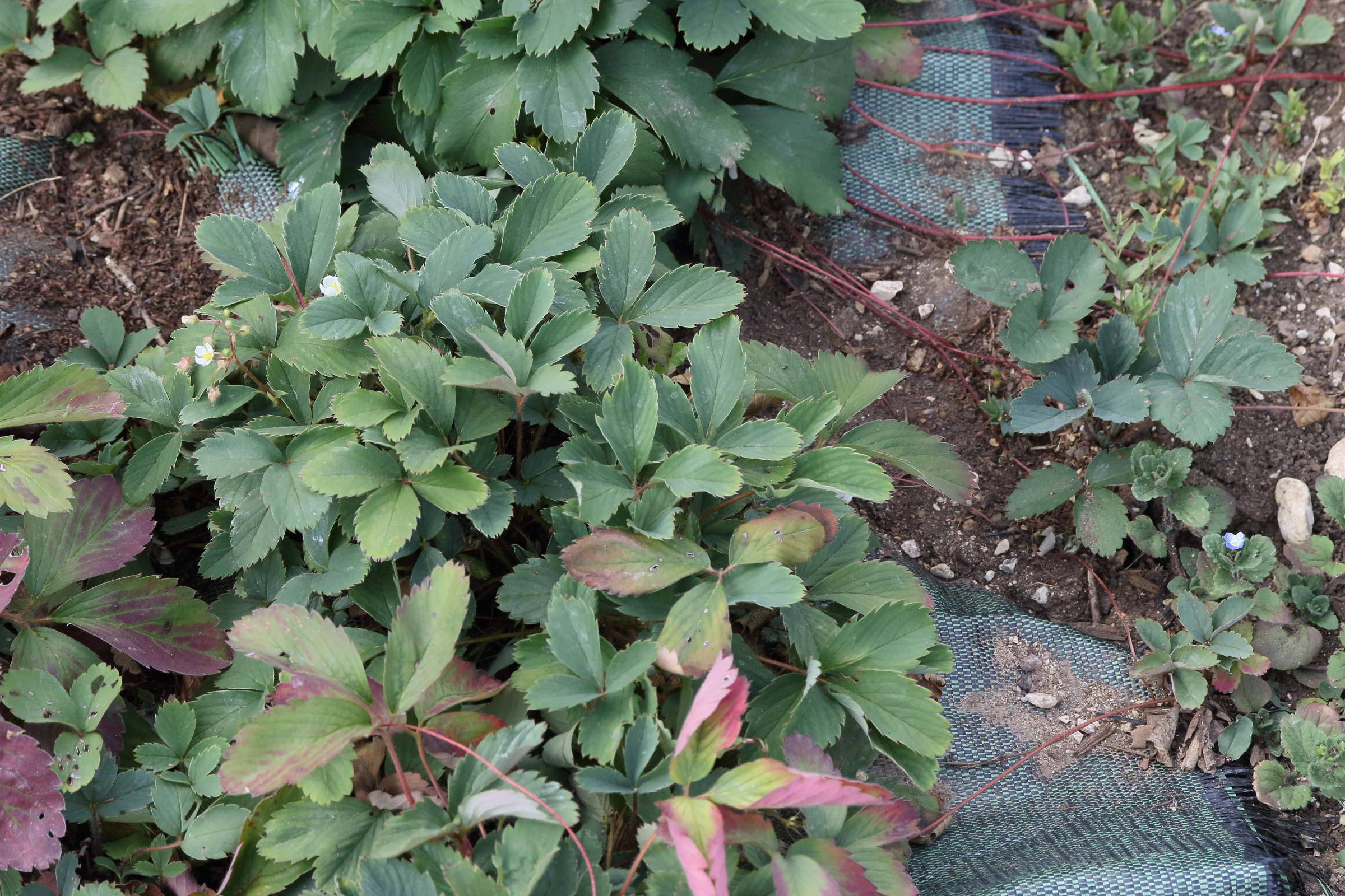 Afficher le média fragaria_virginiana1md fragaria_virginiana1md