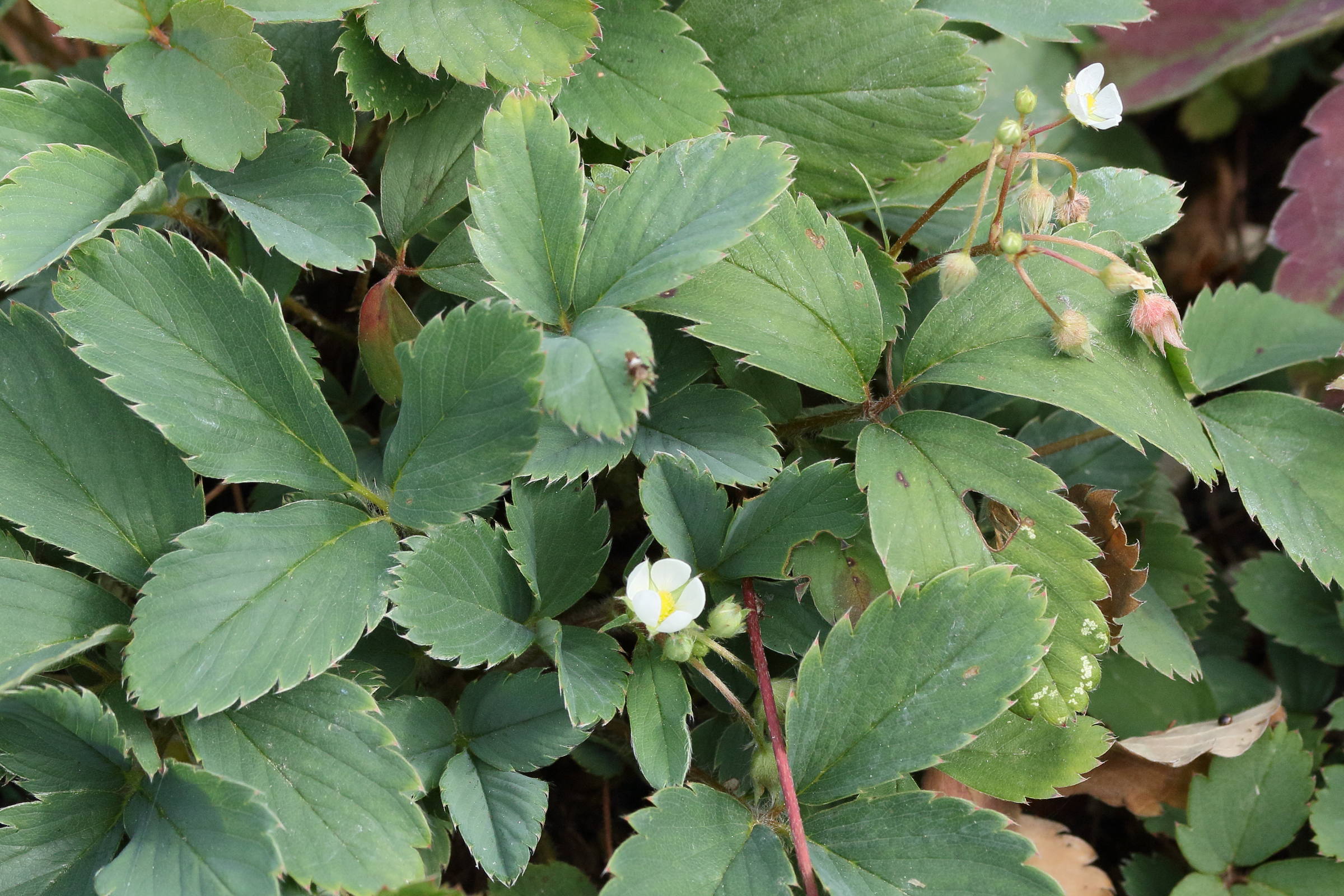 Afficher le média fragaria_virginiana2md fragaria_virginiana2md