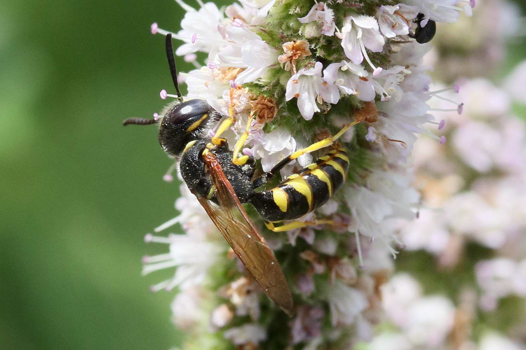 philanthus_triangulum1md