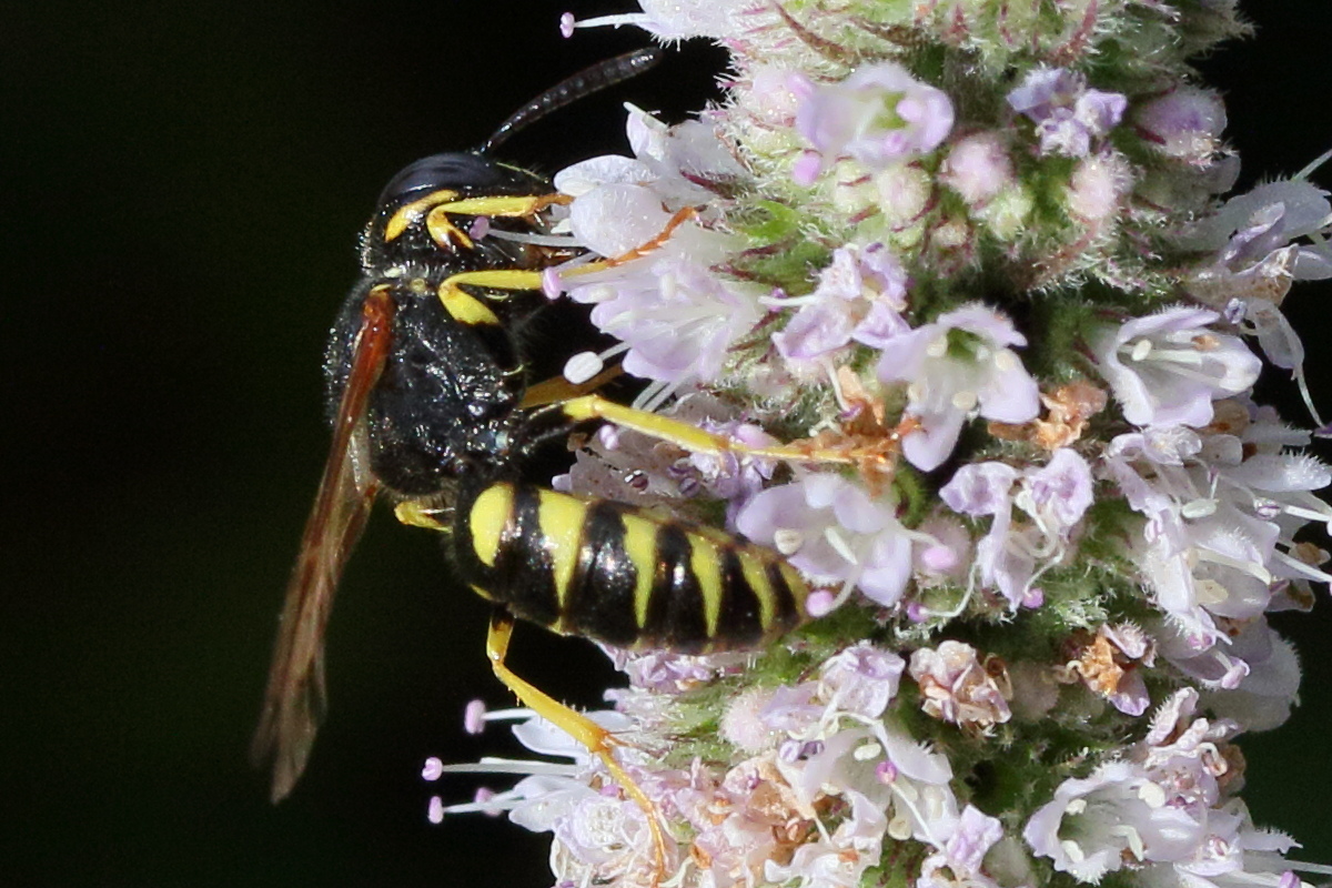philanthus_triangulum2md