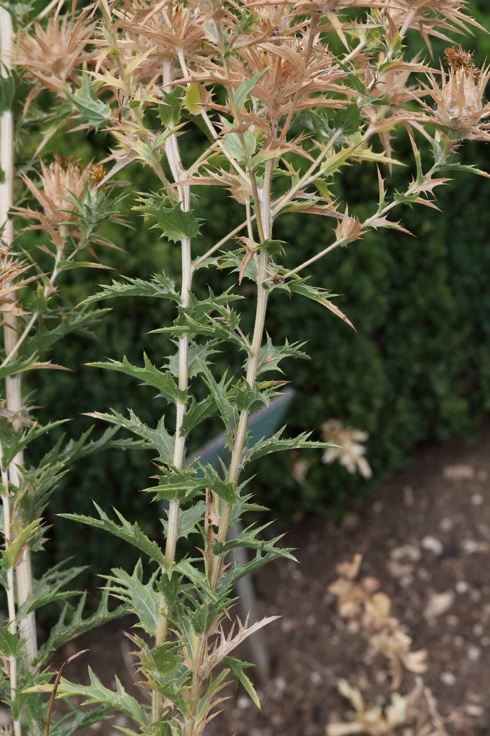 Afficher le média carthamus_lanatus1md carthamus_lanatus1md